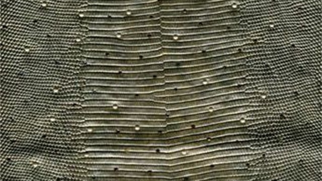collection 2 strass+cut steel on lizard